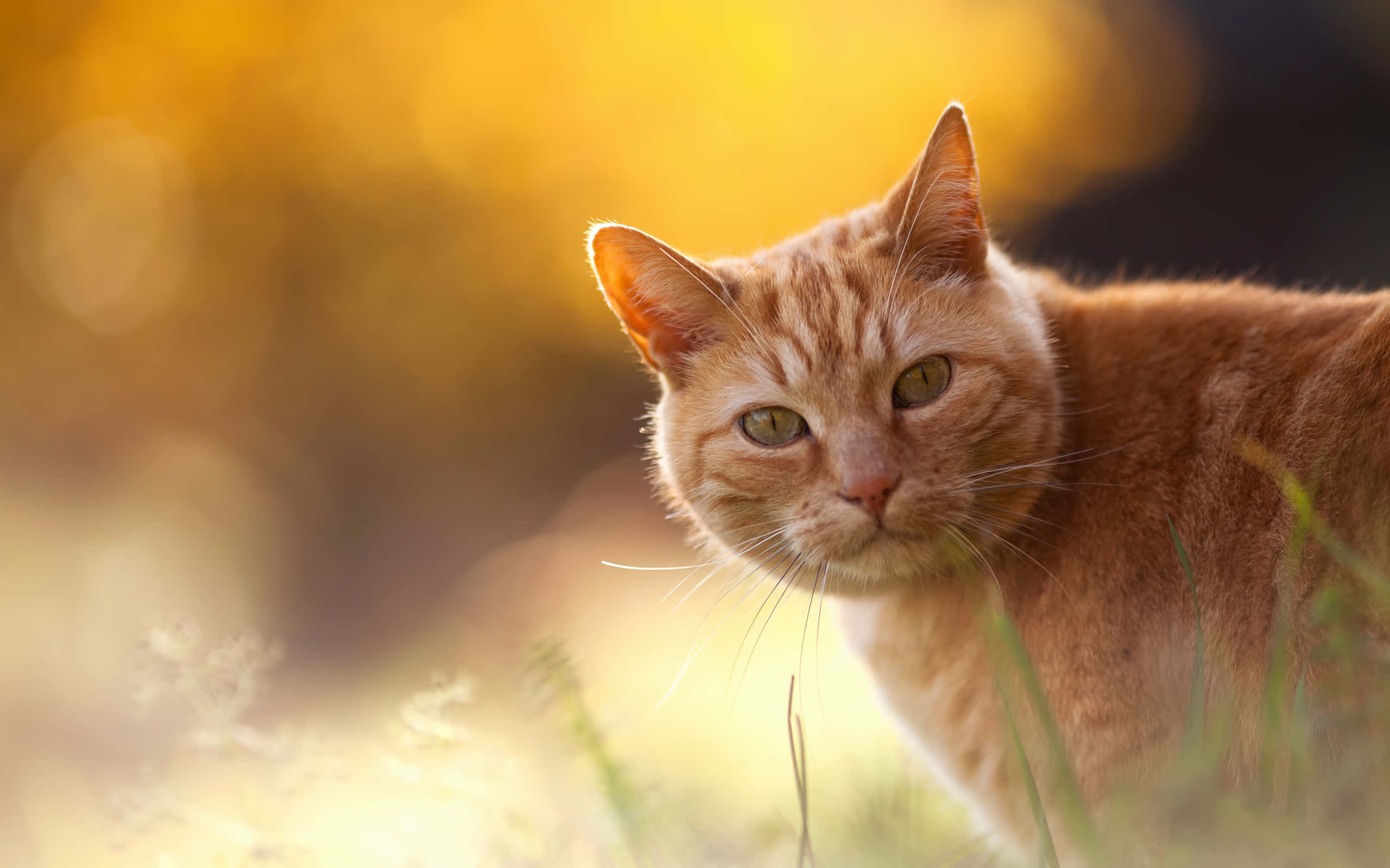 Red Cat, ginger cat, green eyes, 2K Desktop Wallpaper