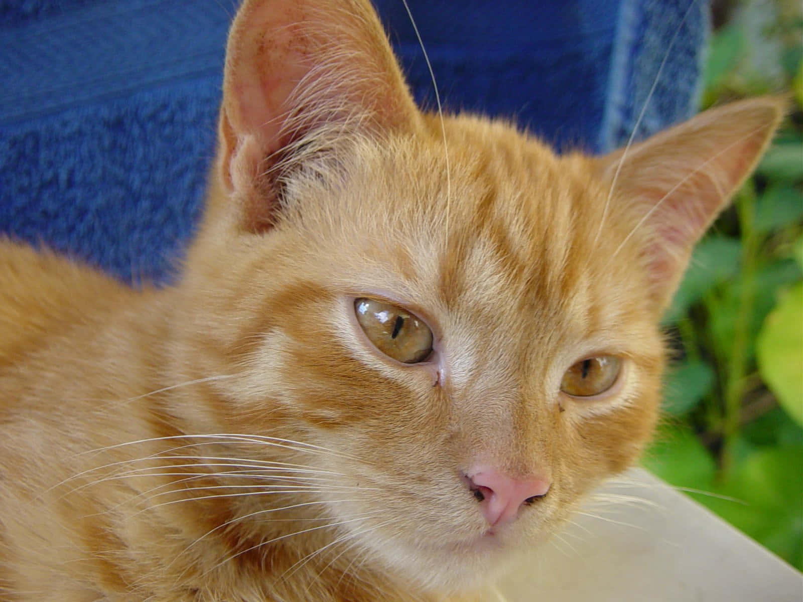 Red Cat, ginger cat, amber eyes, HD Desktop Wallpaper