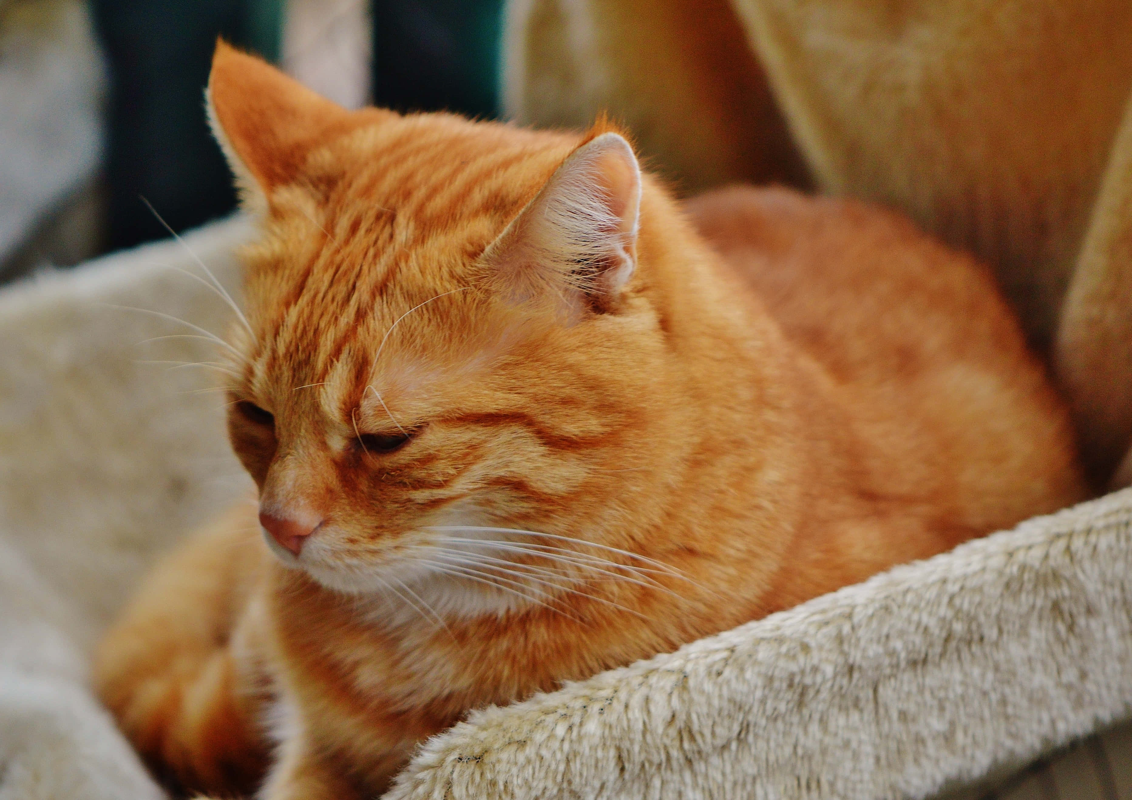 Red Cat, ginger tabby cat, beige pet bed, 2K Desktop Wallpaper