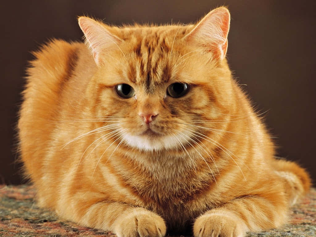 Red Cat, fluffy orange tabby cat, grumpy expression, SD Desktop Wallpaper
