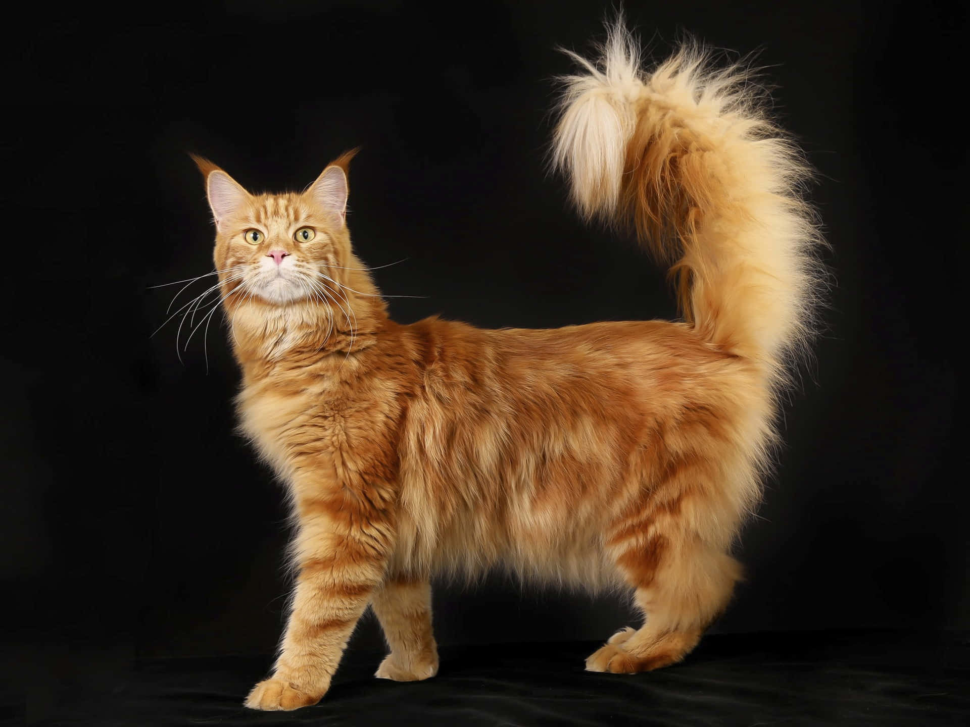 Red Cat, orange tabby cat, fluffy tail, Full HD Desktop Wallpaper