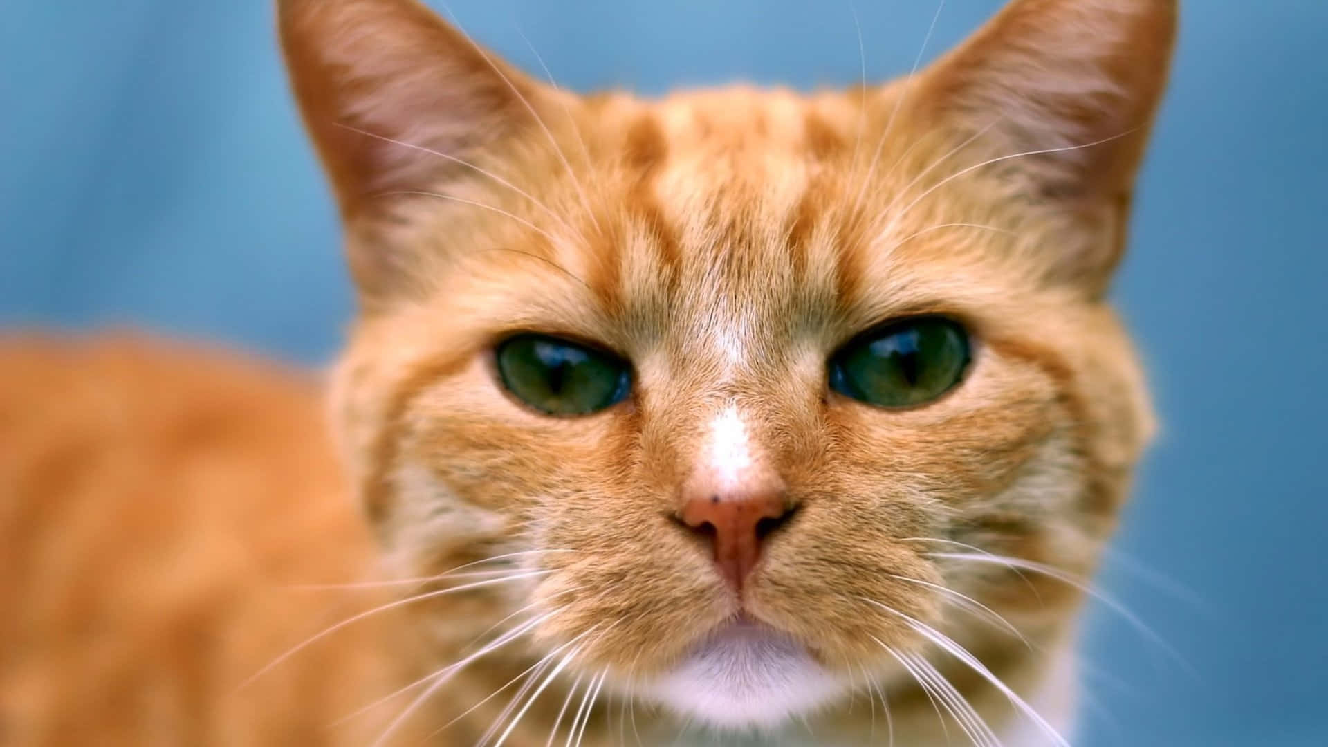 Red Cat, orange tabby cat, green eyes, Full HD Desktop Wallpaper