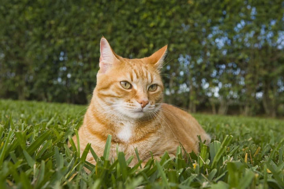 Red Cat, orange tabby cat, vibrant green grass, SD Desktop Wallpaper