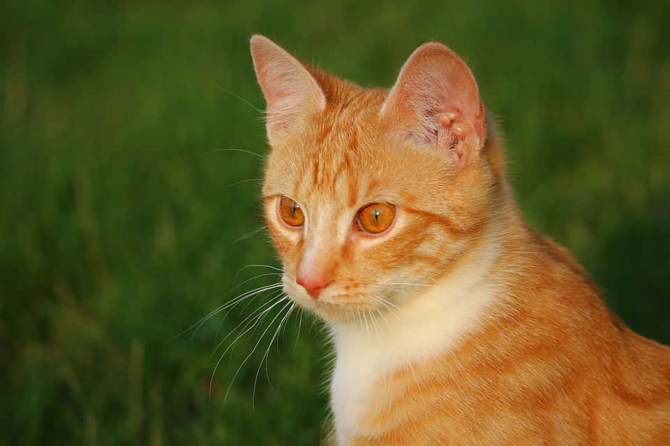 Red Cat, orange tabby cat, amber eyes, SD Desktop Wallpaper
