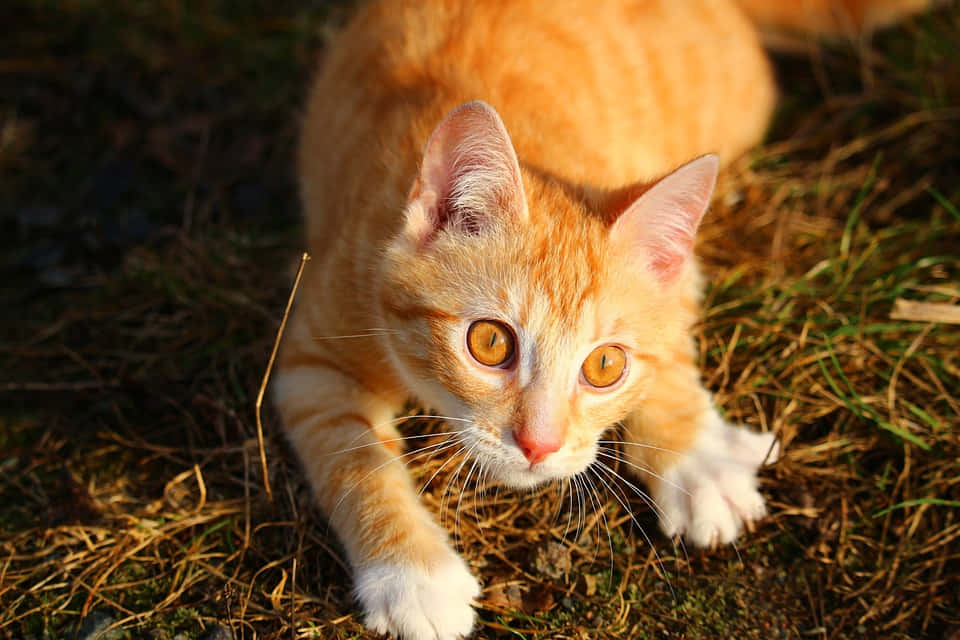 Red Cat, ginger tabby cat, white paws, SD Desktop Wallpaper