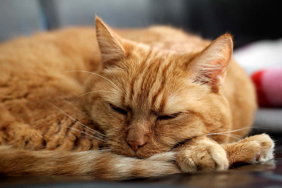Red Cat, 960 x 640, fluffy ginger cat, SD Desktop Wallpaper