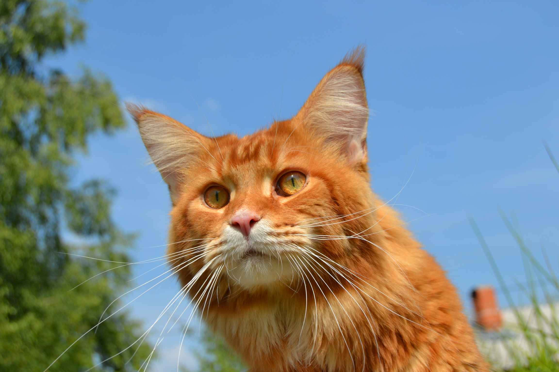 Red Cat, 2304 x 1536, fluffy orange cat, Full HD Desktop Wallpaper