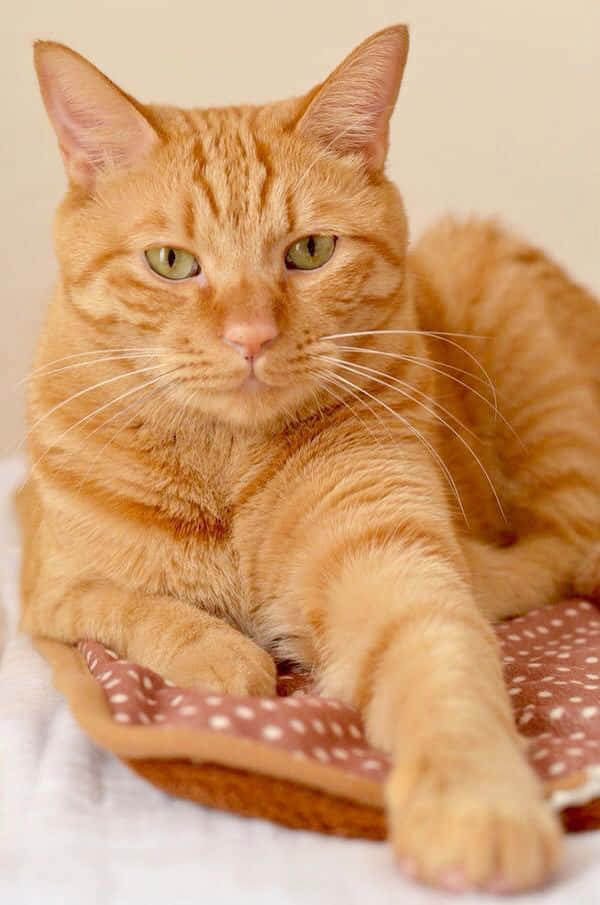red cat 600 x 905, ginger tabby cat, green eyes, SD Phone Wallpaper