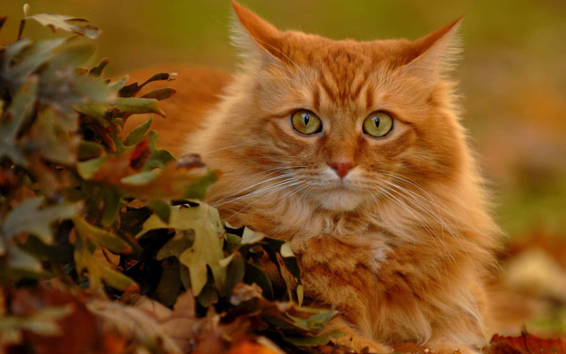 Red Cat, orange cat, green eyes, Full HD Desktop Wallpaper