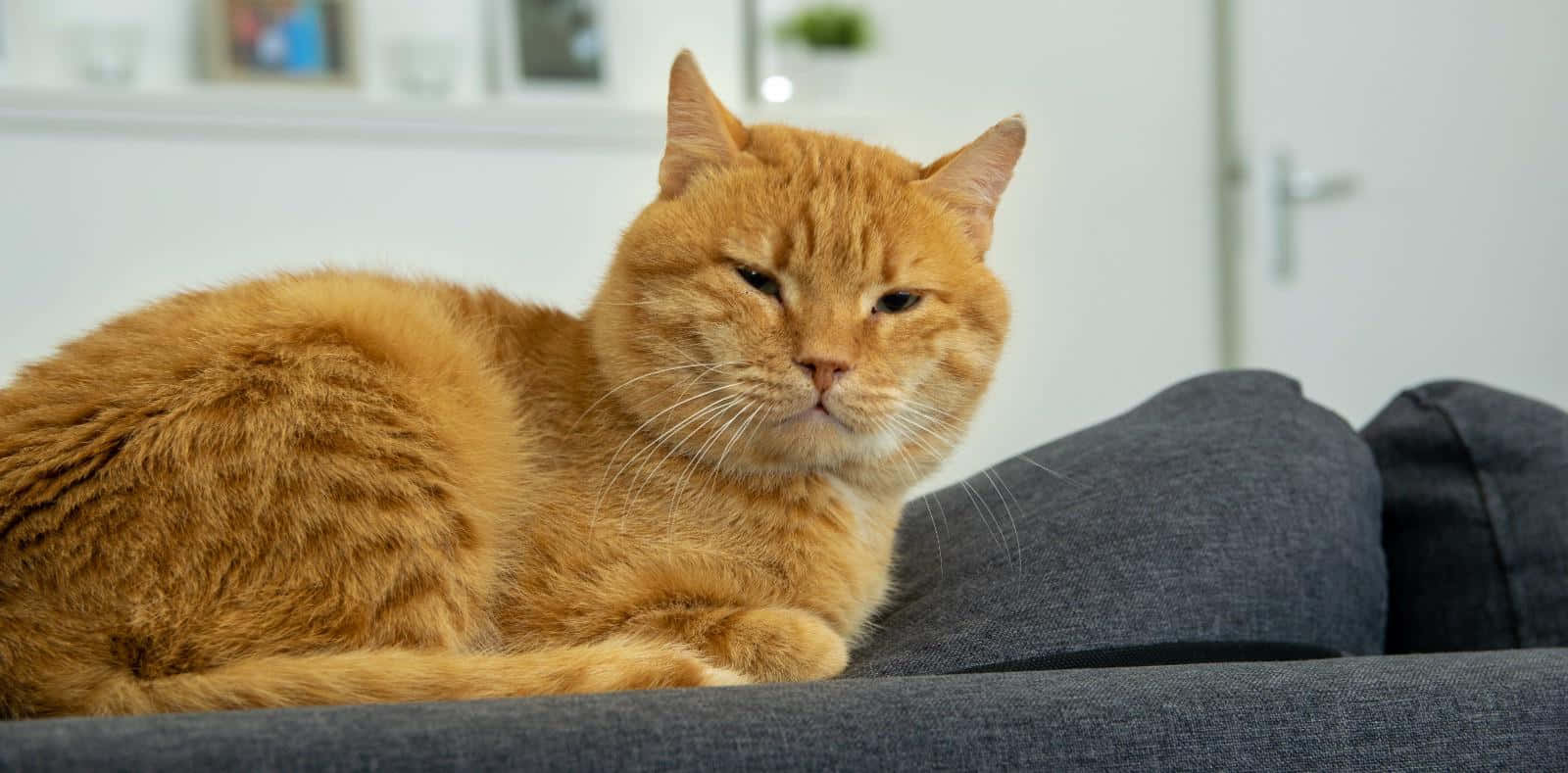 Red Cat, 1600 x 789, fluffy orange tabby cat, HD Desktop Wallpaper