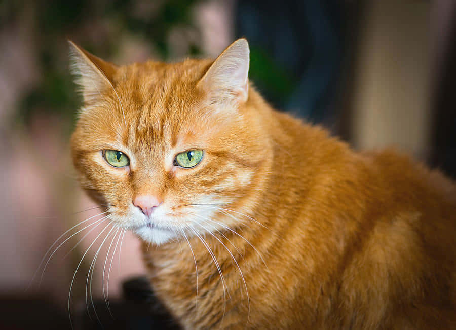 Red Cat, ginger cat, green eyes, SD Desktop Wallpaper