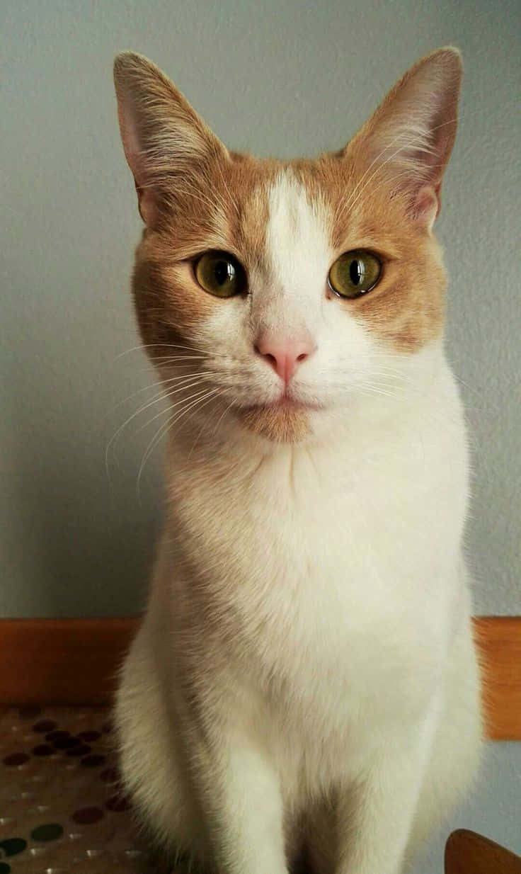 Red Cat, white and ginger cat, green eyes, SD Phone Wallpaper