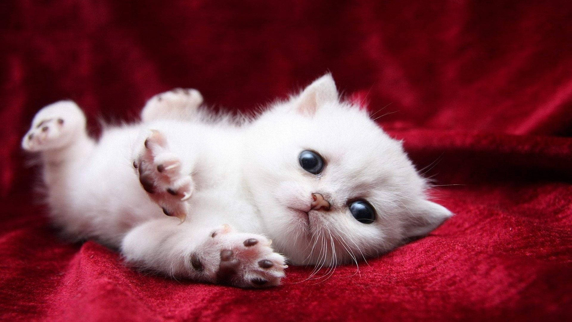 fluffy white kitten, red velvet surface, paws up, Full HD Desktop Wallpaper