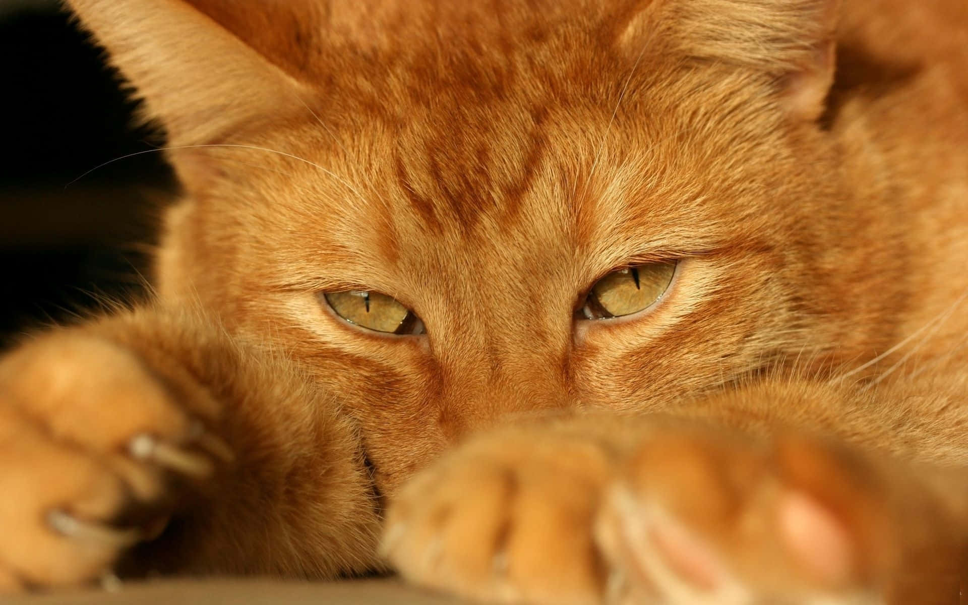 Red Cat, ginger cat, green eyes, Full HD Desktop Wallpaper