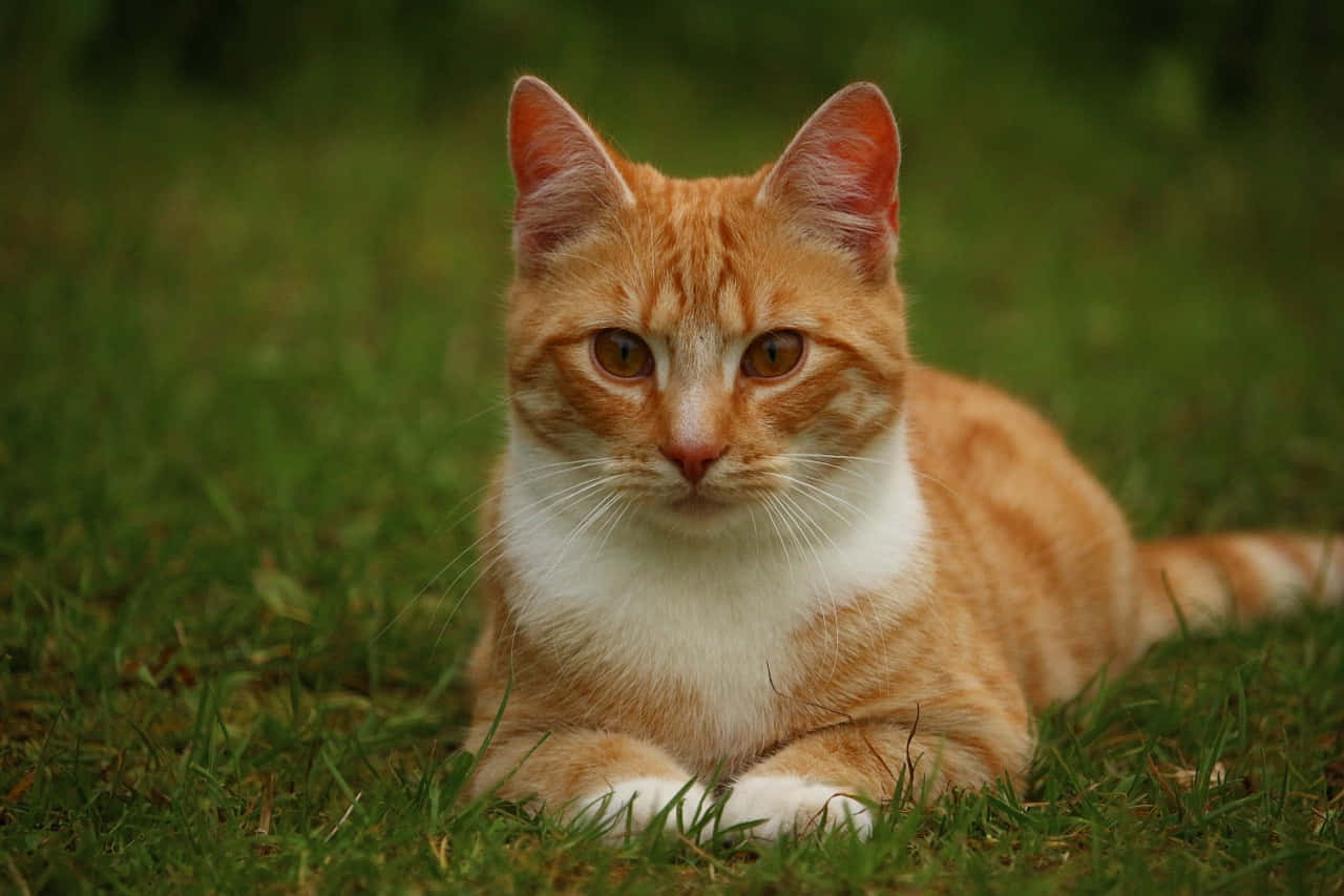 Red Cat, orange tabby cat, white chest, HD Desktop Wallpaper