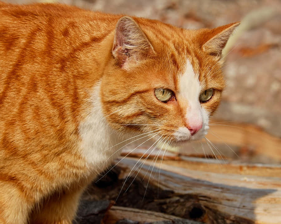 red cat 901, orange tabby cat, white markings, SD Desktop Wallpaper