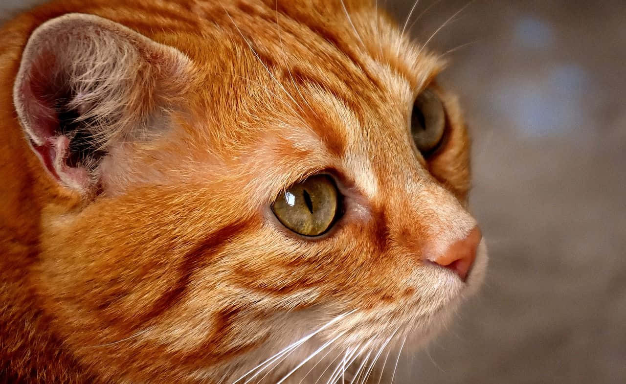 Red Cat, ginger tabby cat, green eyes, HD Desktop Wallpaper