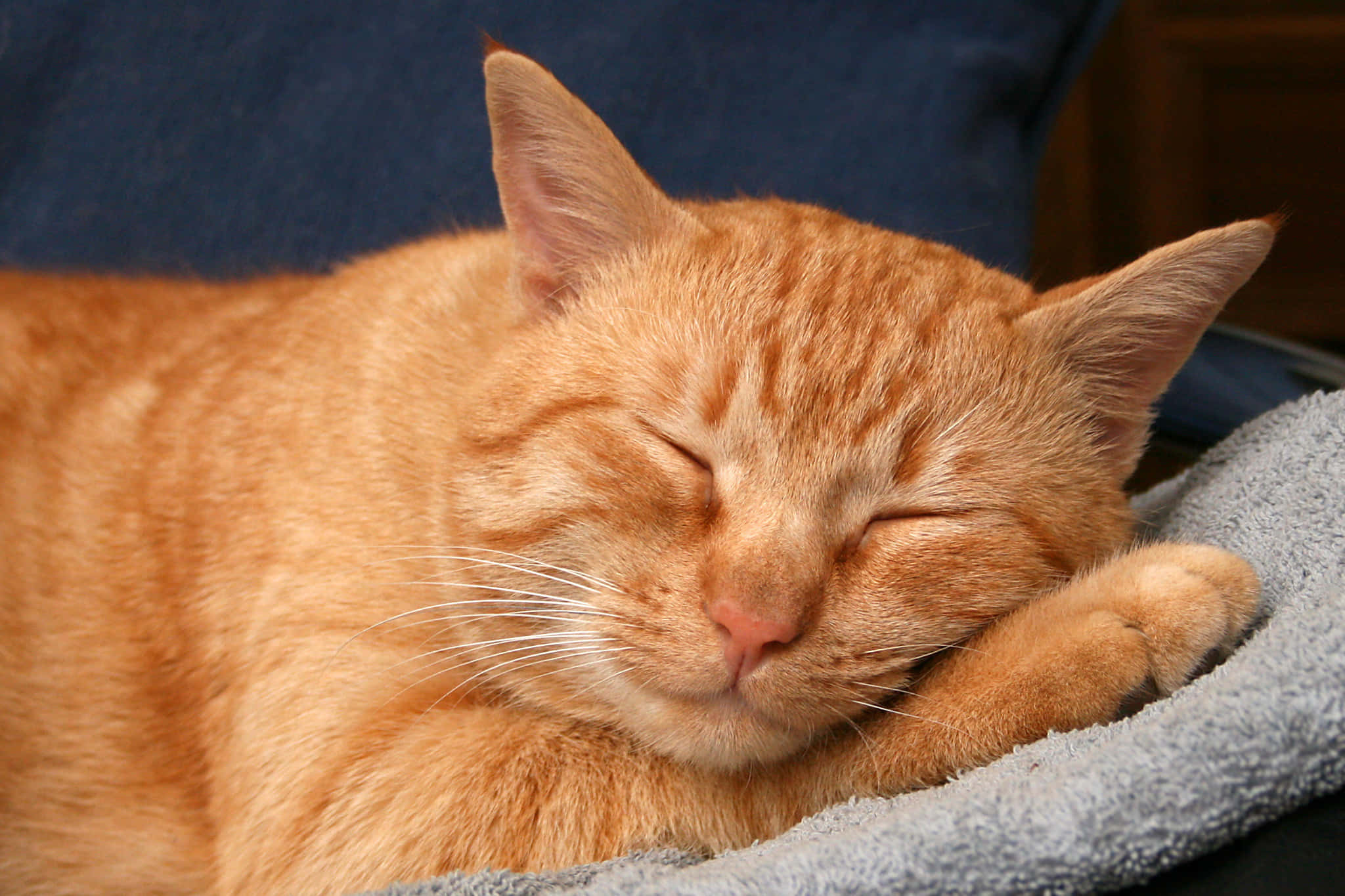 Red Cat, ginger cat, gray towel, Full HD Desktop Wallpaper
