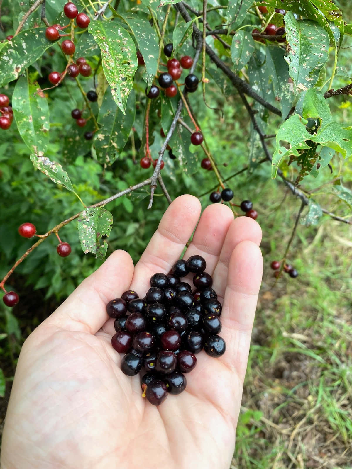 Black Cherries, plump dark cherries, leafy branch, HD Phone Wallpaper