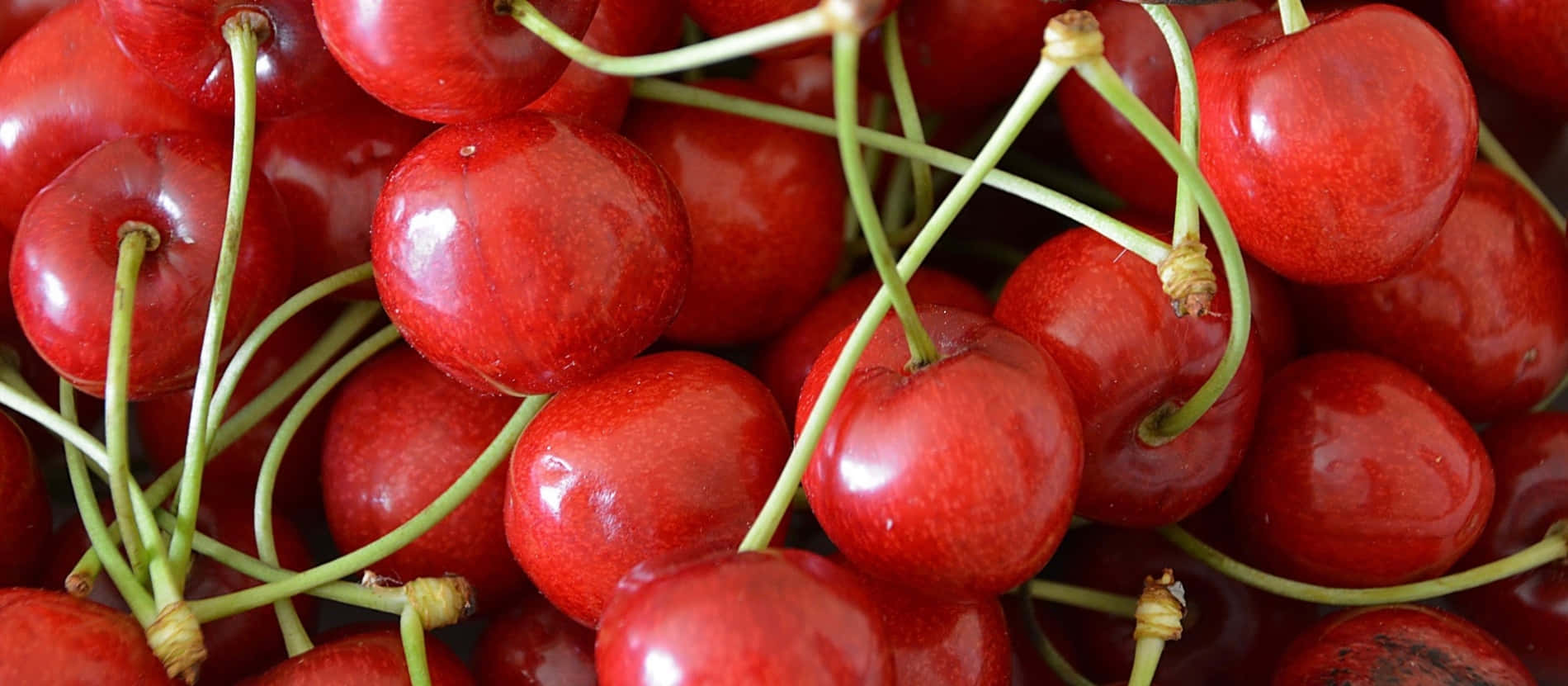 Red Cherries, glossy red skin, green stems, HD Desktop Wallpaper