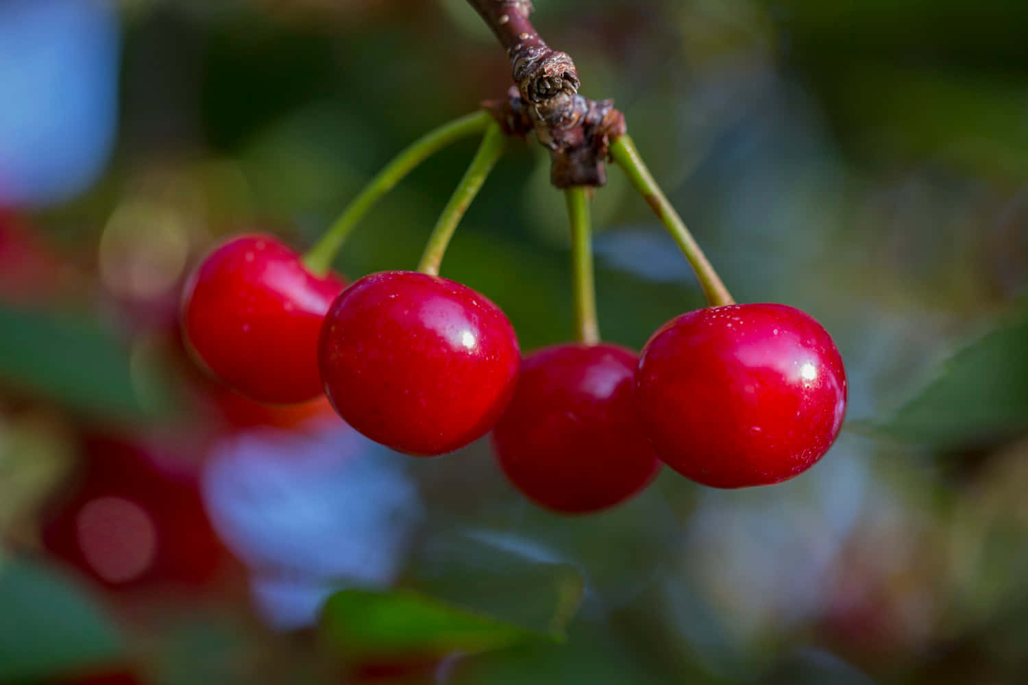 Red Cherries, tree branch, dew, HD Desktop Wallpaper