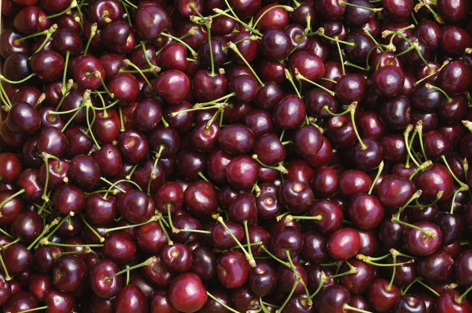 Red Cherries, dark red cherries, green stems, HD Desktop Wallpaper