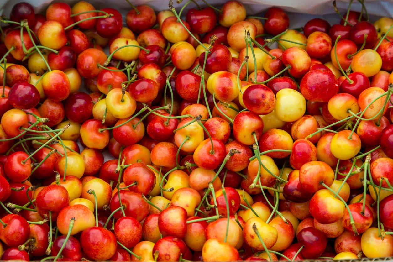 Red Cherries, red, yellow, SD Desktop Wallpaper