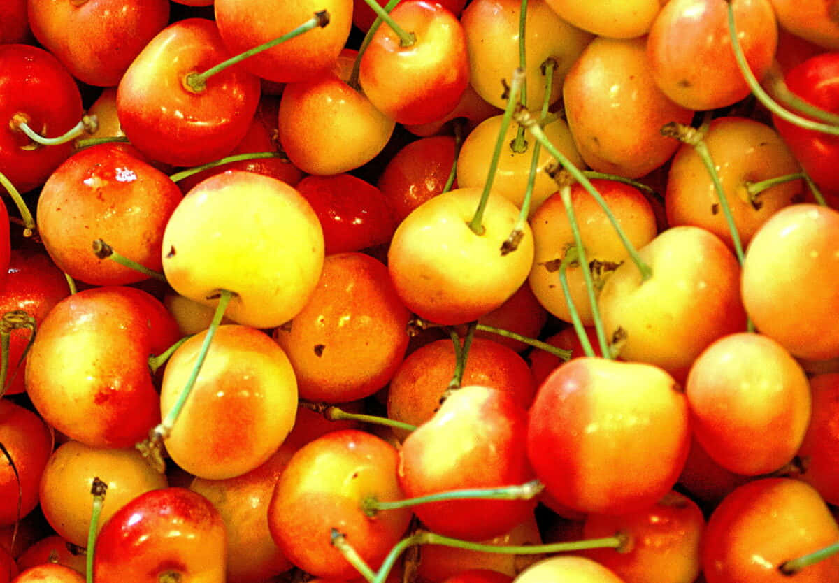 red cherries, glossy red, yellow hues, SD Desktop Wallpaper