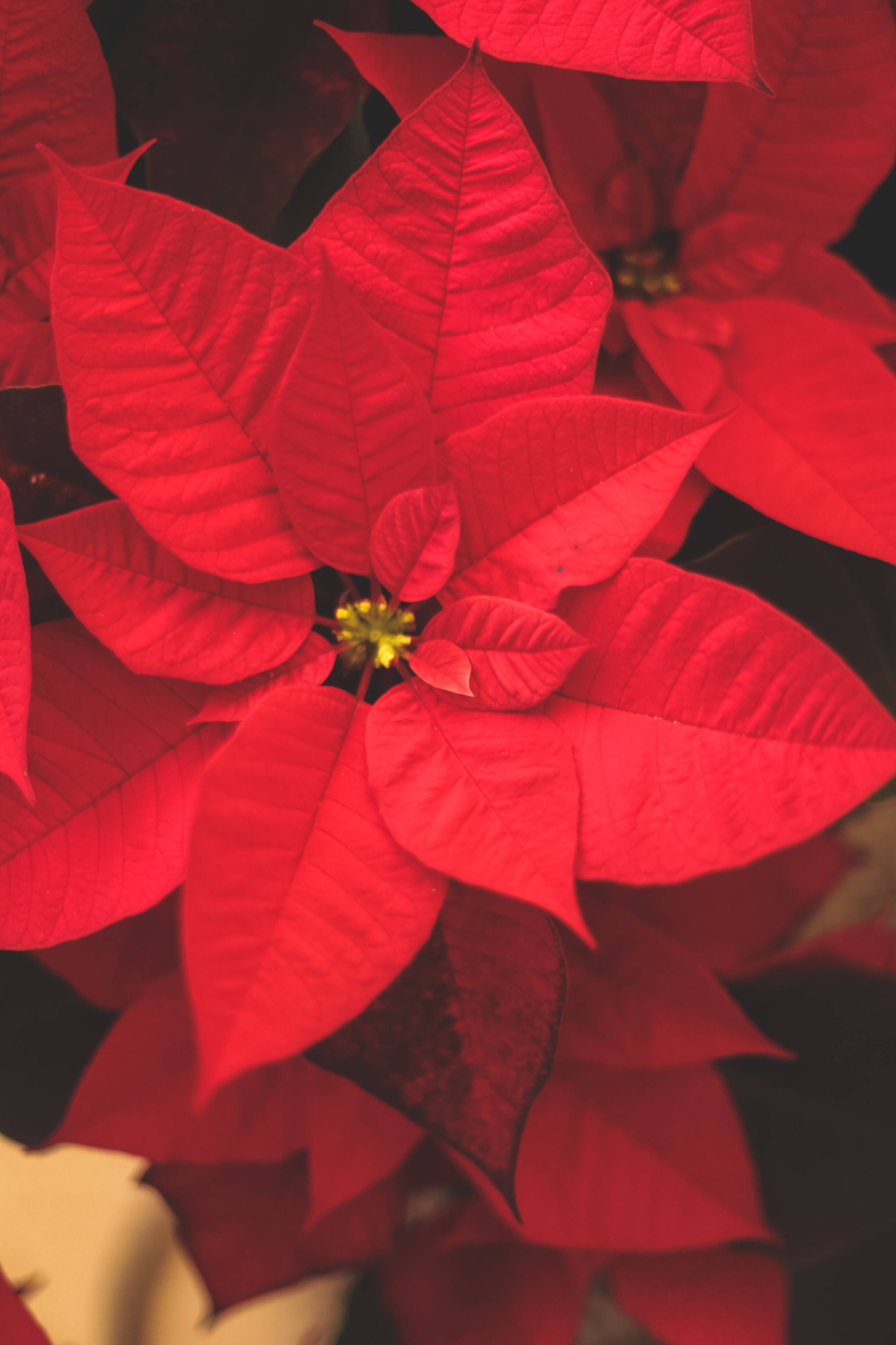 poinsettia flower, red poinsettia bracts, yellow center blooms, 2K Phone Wallpaper