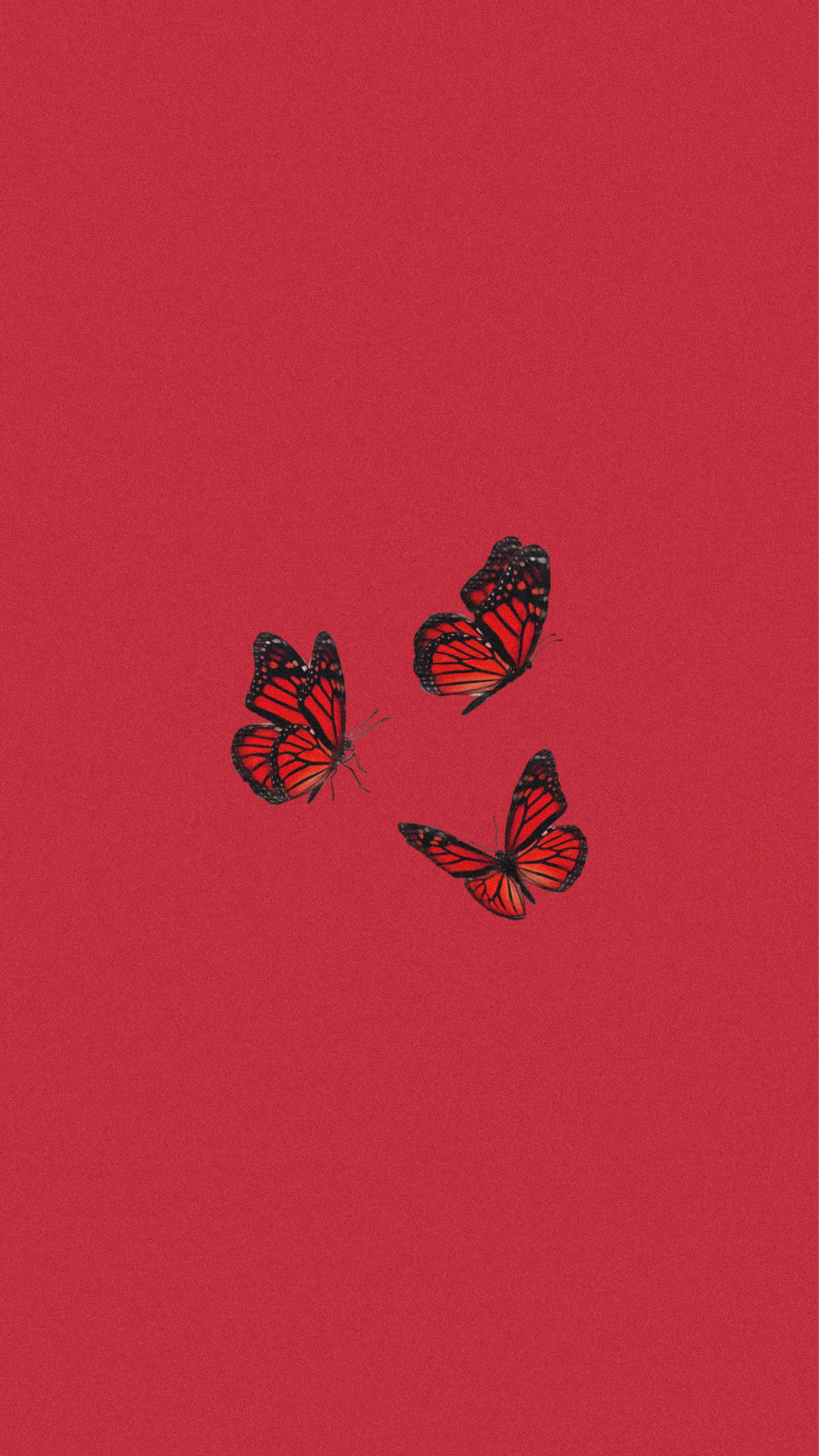 Red Cute Aesthetic, monarch butterflies, orange and black wings, 2K Phone Wallpaper