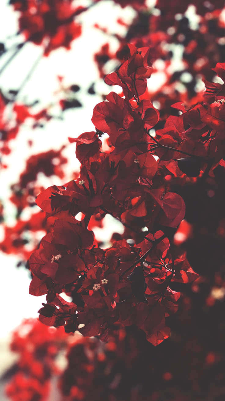 Red Cute Aesthetic, bougainvillea, vibrant red, HD Phone Wallpaper