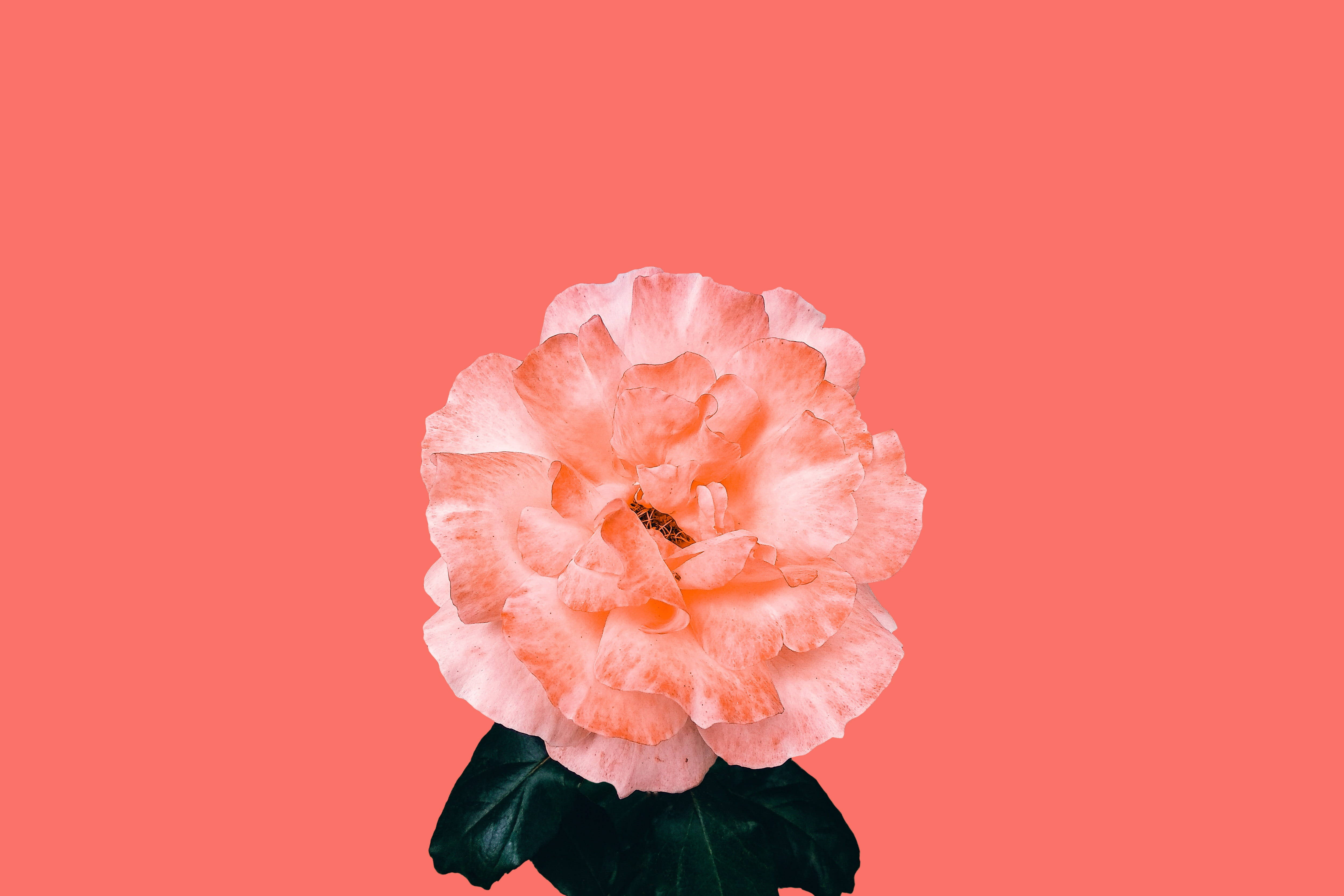 peach rose, ruffled petals, dark green leaves, 4K Desktop Wallpaper