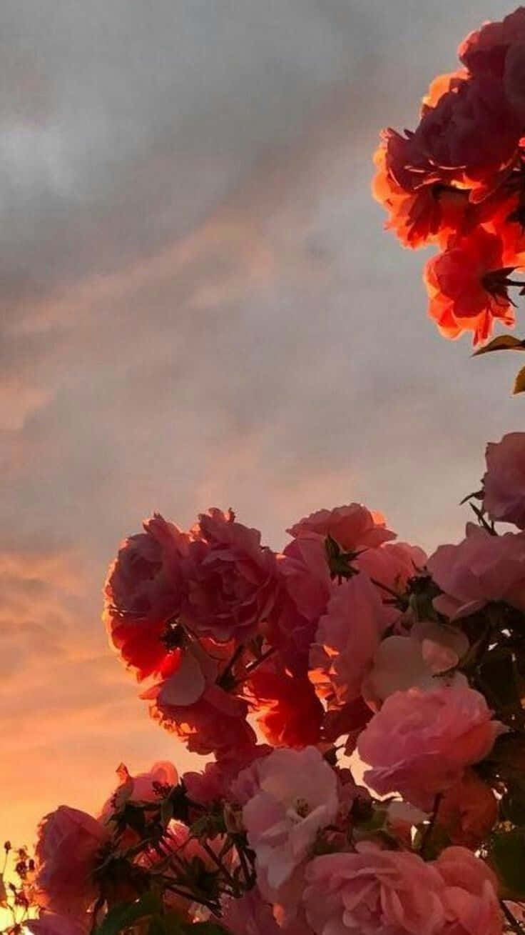 soft red aesthetic, pink roses, soft sunset sky, HD Phone Wallpaper