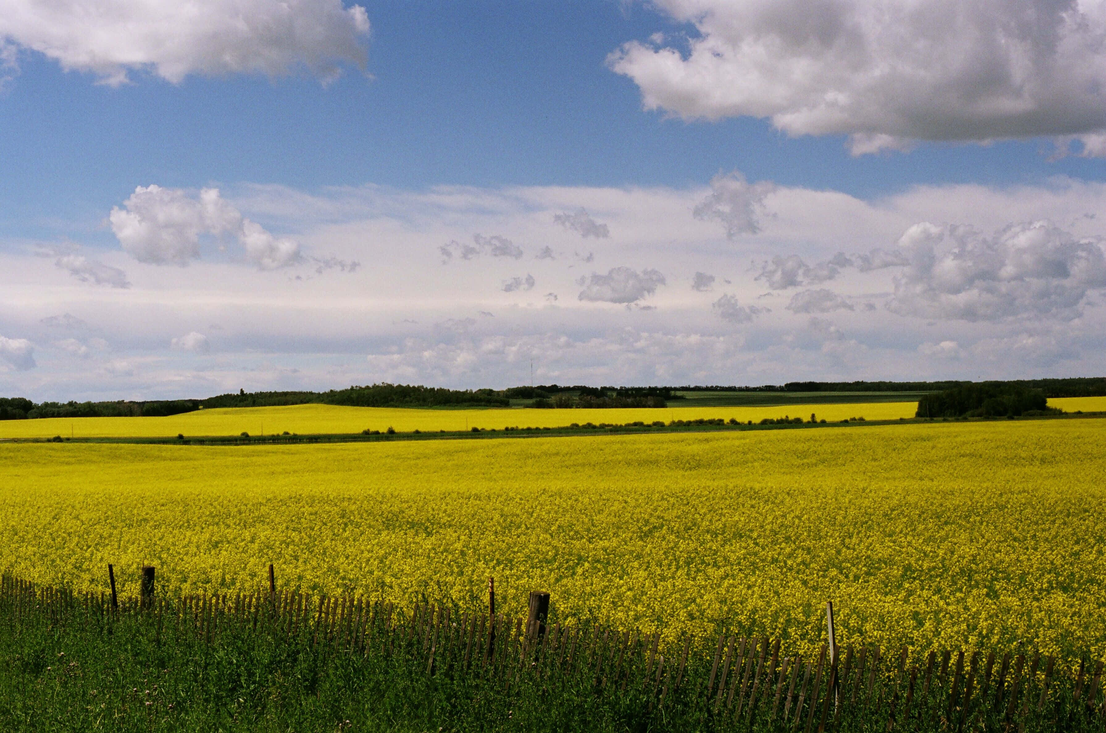 canola fields, Red Deer, golden canola, 2K Desktop Wallpaper