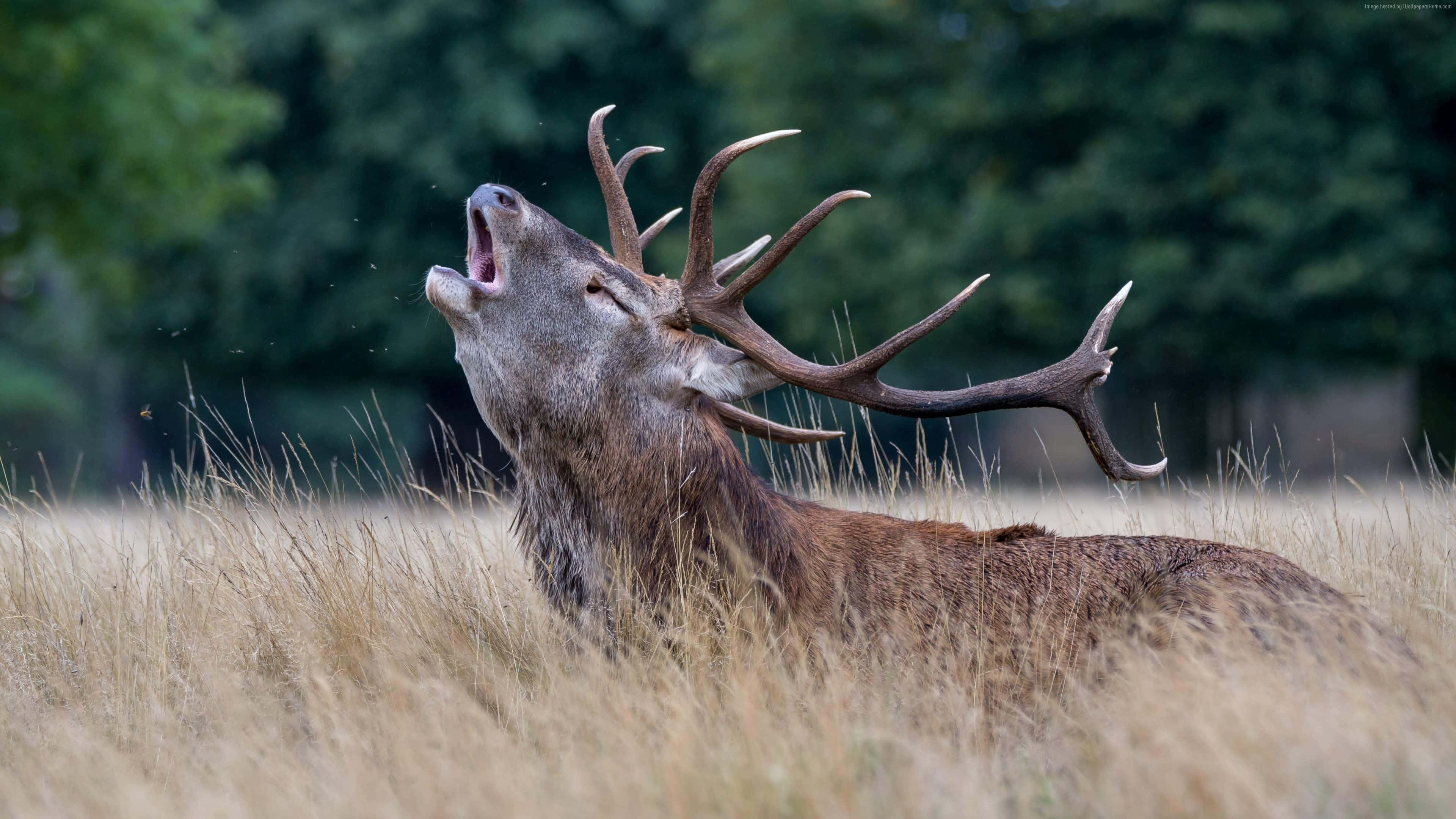 red deer, stag, massive antlers, 4K Desktop Wallpaper