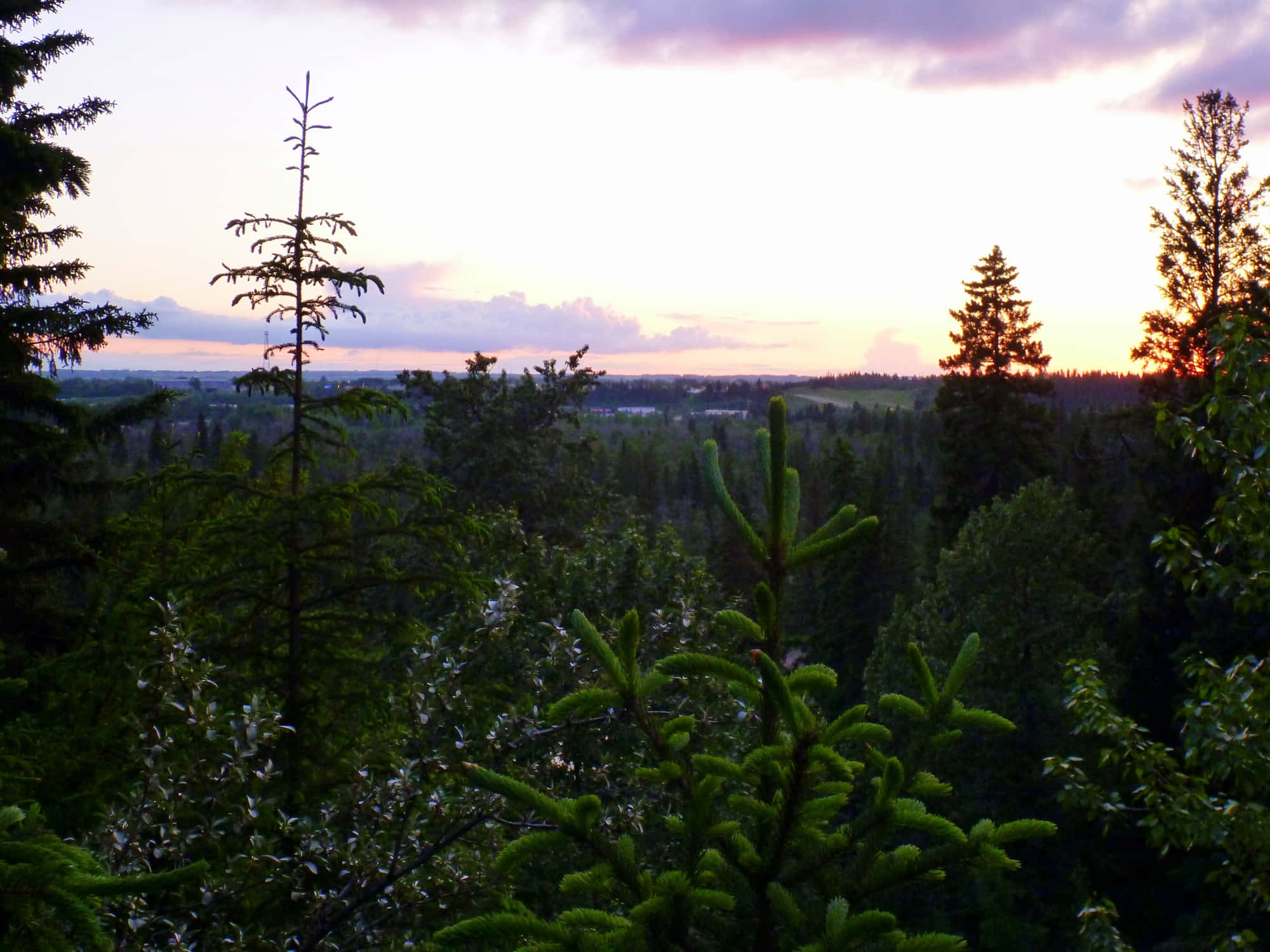 Red Deer, sunset, forest, Full HD Desktop Wallpaper