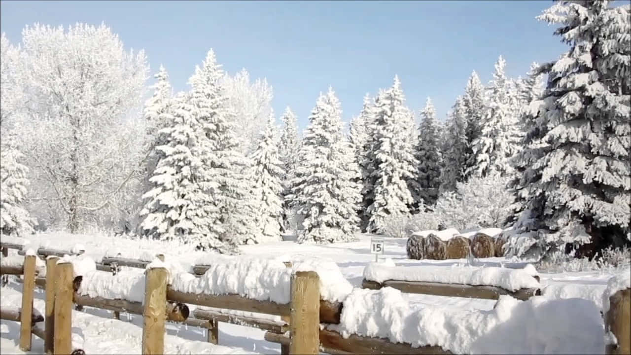 Red Deer Canada, winter scene, snow-covered pine trees, HD Desktop Wallpaper