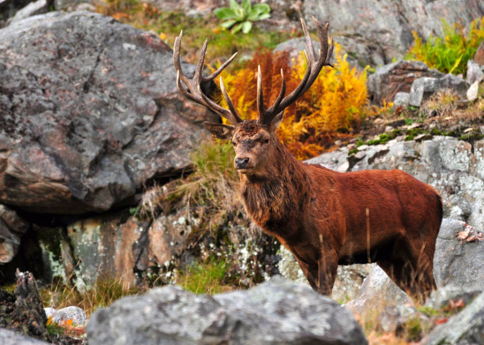male red deer, red deer stag, large antlers, SD Desktop Wallpaper