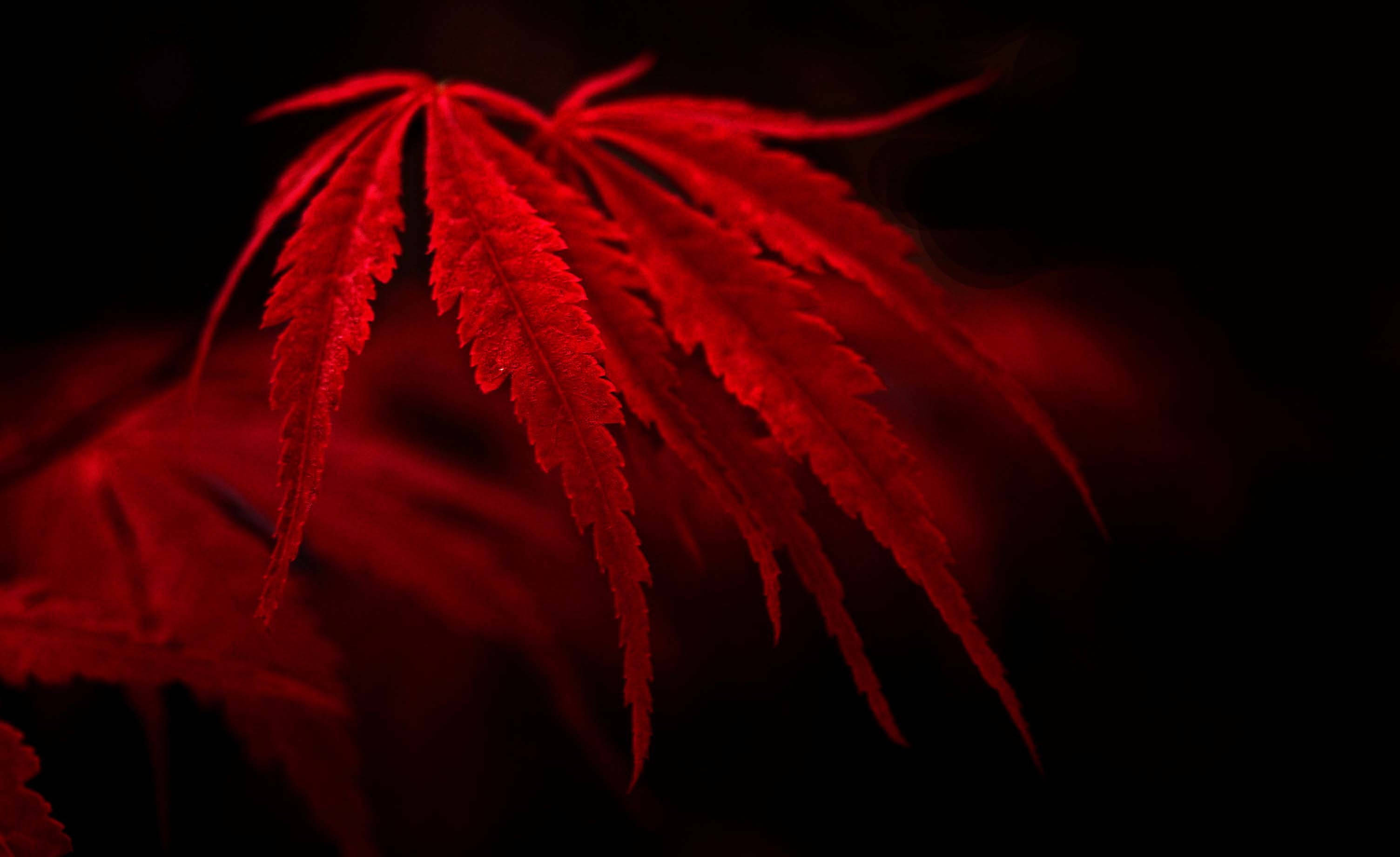 Red Dope, vibrant red, deep black background, 2K Desktop Wallpaper