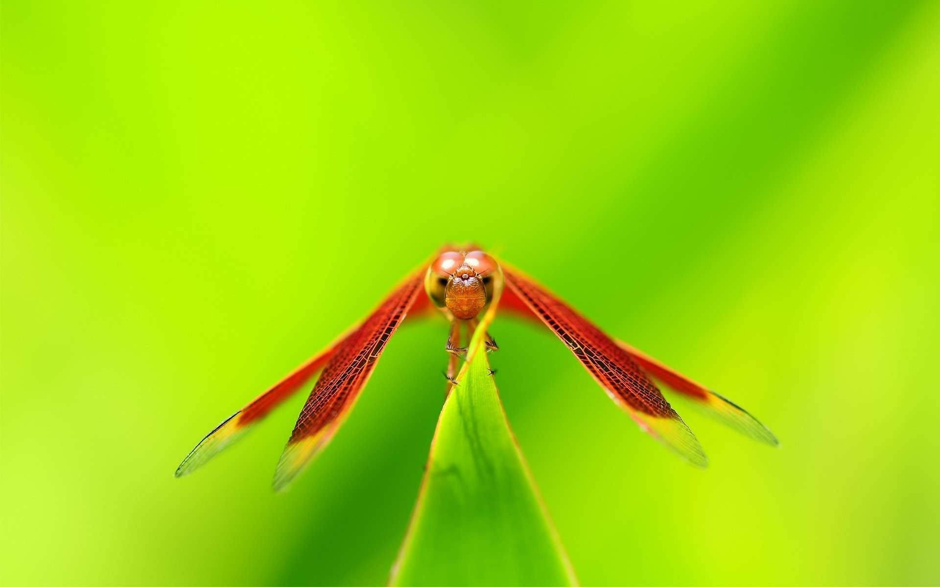 red dragonfly, bright green leaf, soft blurred green background, Full HD Desktop Wallpaper