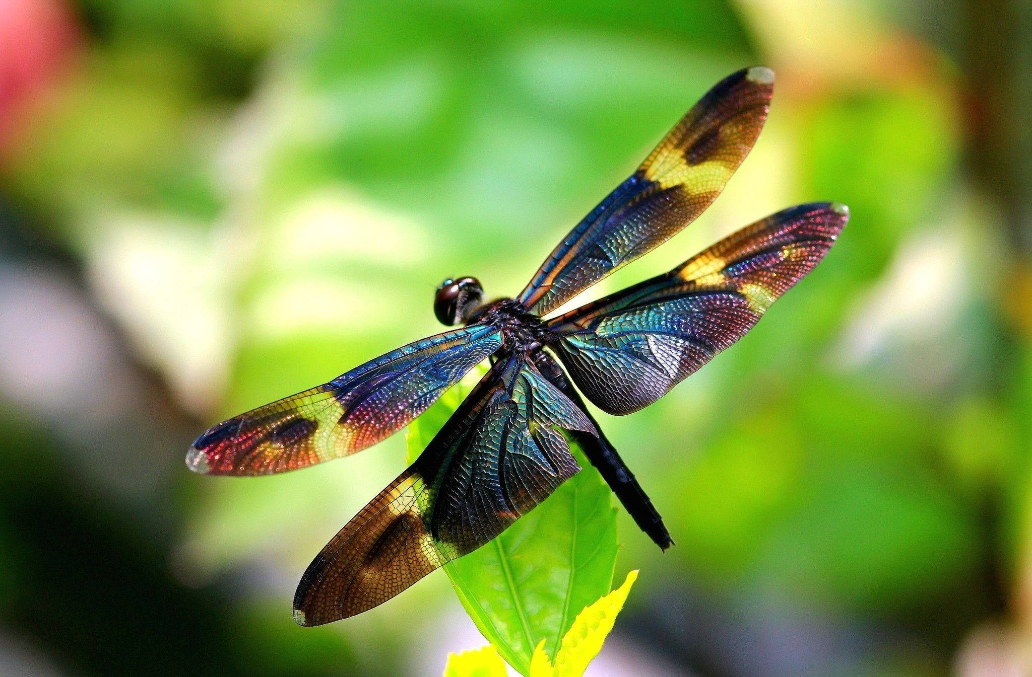 iridescent metallic dragonfly, bright green leaf, soft blurred foliage background, Full HD Desktop Wallpaper
