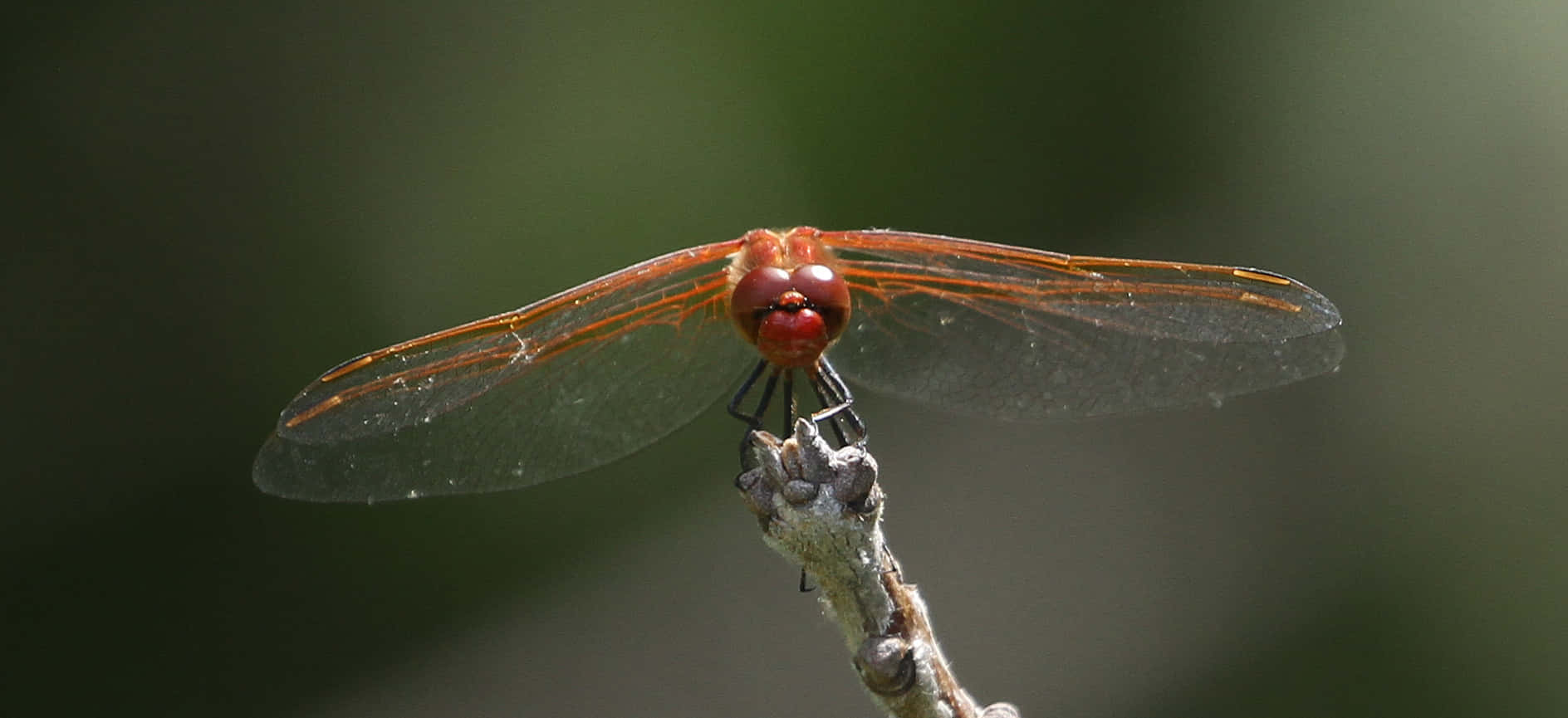 Red Dragonfly, vibrant red, textured twig, HD Desktop Wallpaper