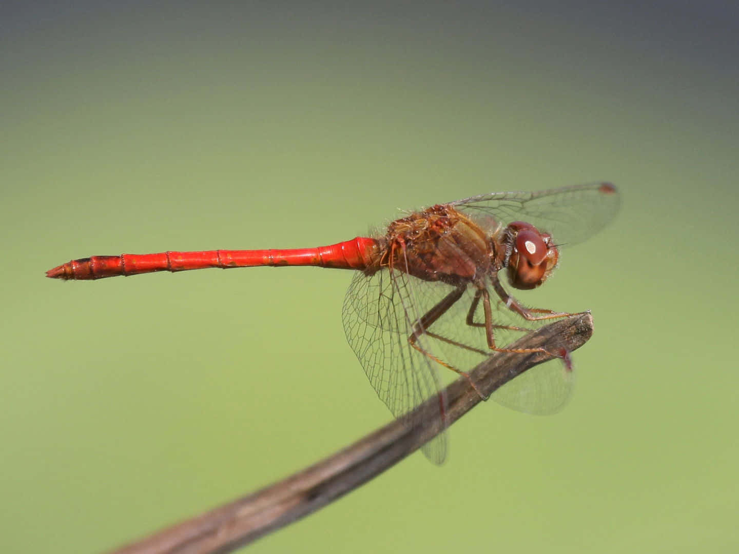 Red Dragonfly, 1440 x 1080, vibrant red dragonfly, HD Desktop Wallpaper