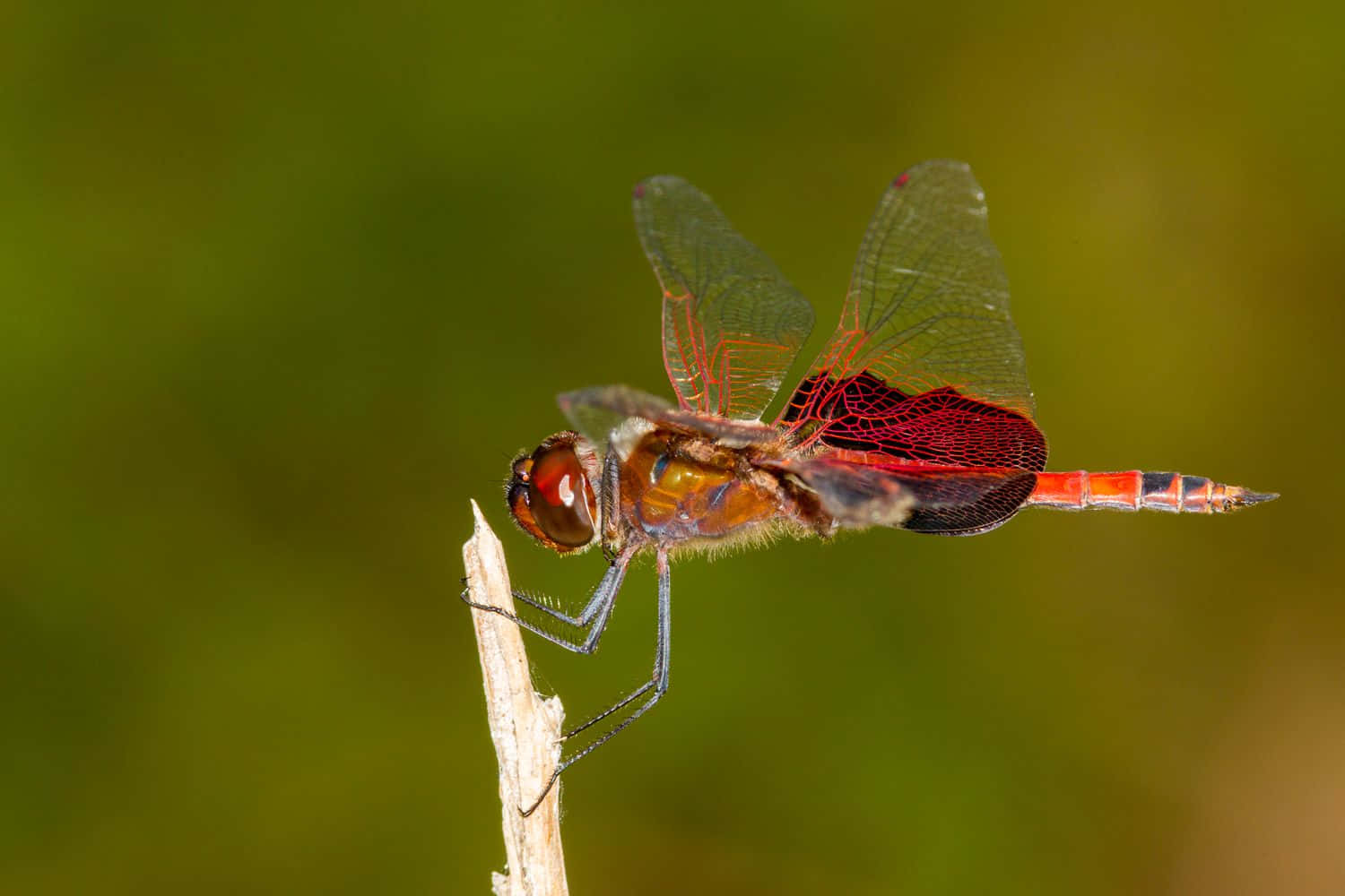Red Dragonfly, vibrant red dragonfly, dry twig, HD Desktop Wallpaper