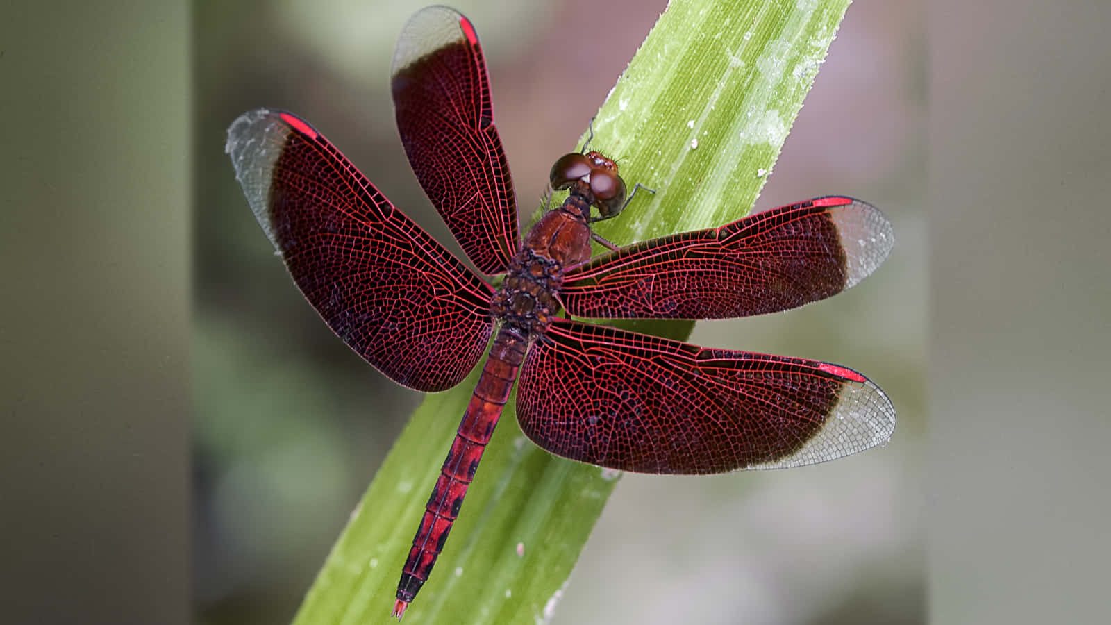Red Dragonfly, vibrant red dragonfly, intricate wing veins, HD Desktop Wallpaper
