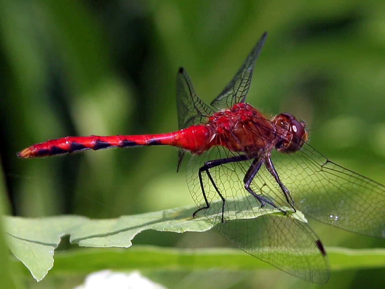 Red Dragonfly, vibrant red dragonfly, green leaf, HD Desktop Wallpaper