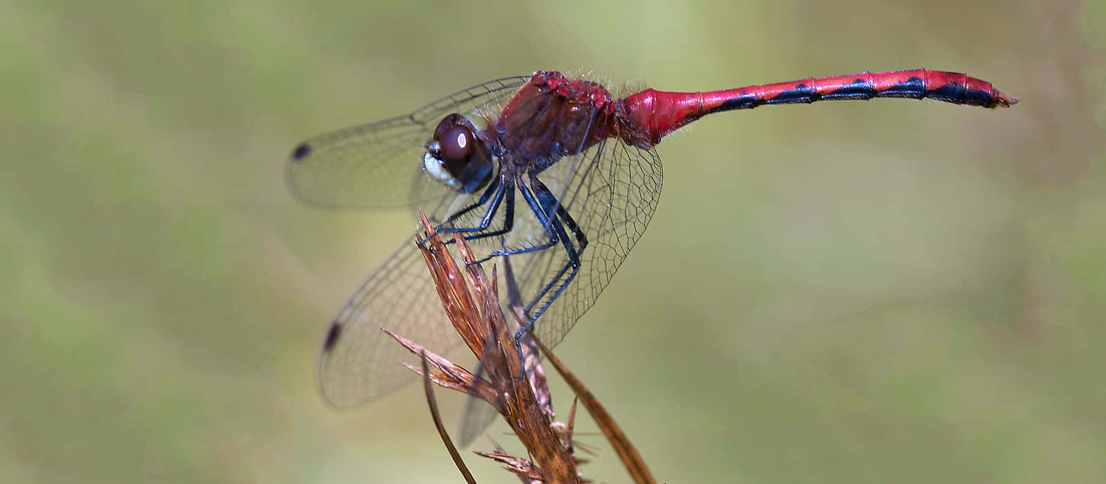 Red Dragonfly, green leaf, dry twig, HD Desktop Wallpaper