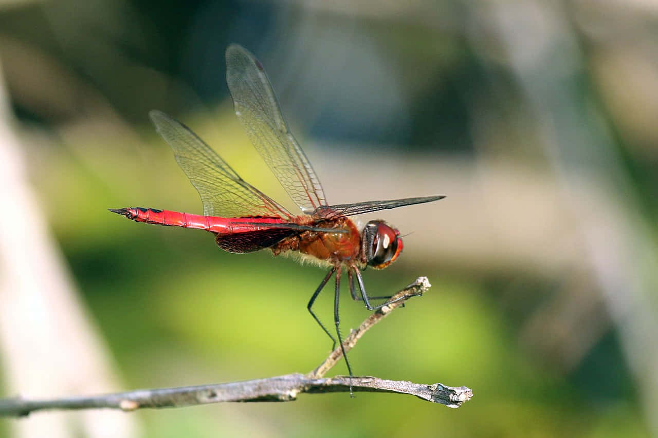 Red Dragonfly, twig, soft green blurred background, HD Desktop Wallpaper