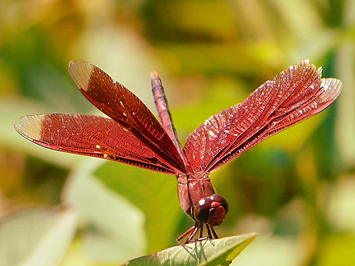 Red Dragonfly, 1200 x 900, green leaf, SD Desktop Wallpaper