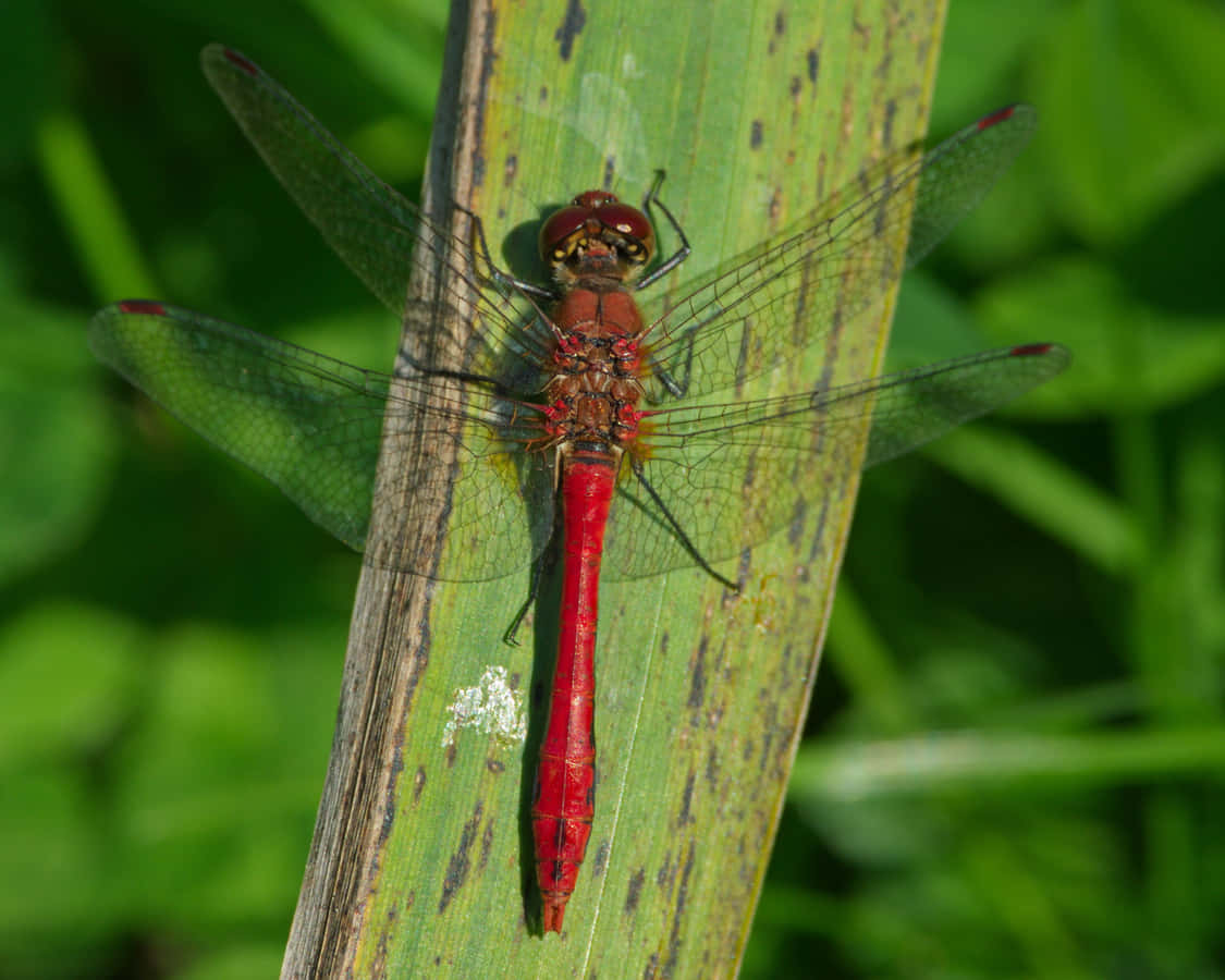 Red Dragonfly, vibrant red dragonfly, green leaf, SD Desktop Wallpaper